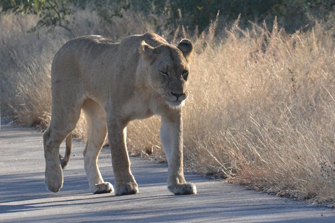 African Safari in Pilanesberg National Park - 1 day adventure - Practical tips for making the day better