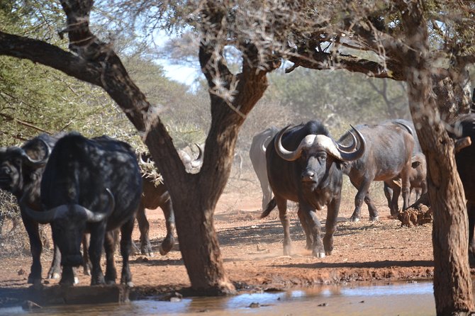 African Safari in Pilanesberg National Park - 1 day adventure - Booking flexibility and final decision