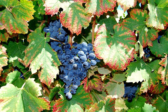 African Story Wine Tours in the Cape Winelands - Is $102.95 good value?