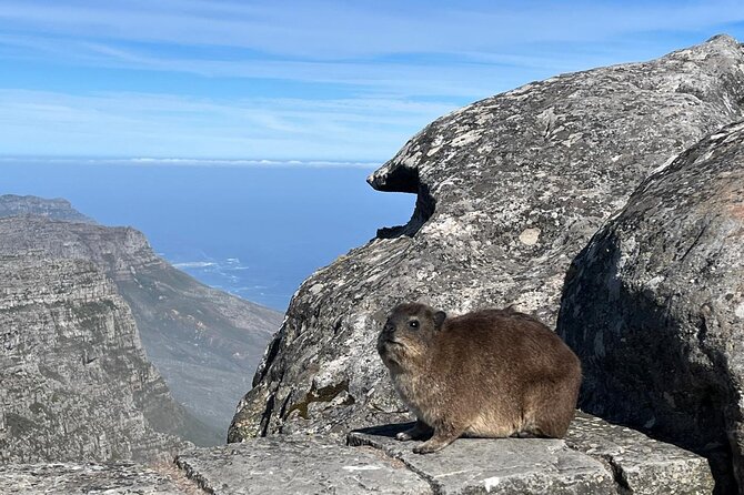 African Wonder of Nature Table Mountain Hike. - Atlantic views from 1,086 metres