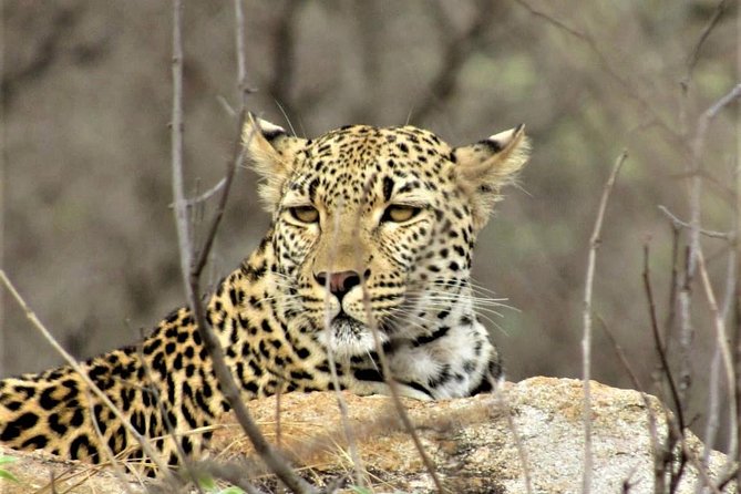 Afternoon Kruger National Park Safari - Key points to know before you book