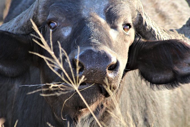 Afternoon Kruger National Park Safari - Why this five-hour safari makes sense