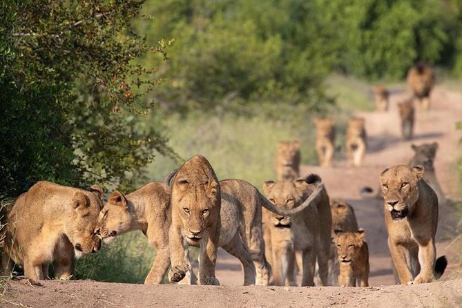 All Inclusive 2 Day Kruger Safari from Johannesburg - The sunrise drive on day two