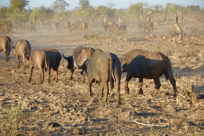 All Inclusive 2 Day Kruger Safari from Johannesburg - Returning to Johannesburg around 4:00 PM