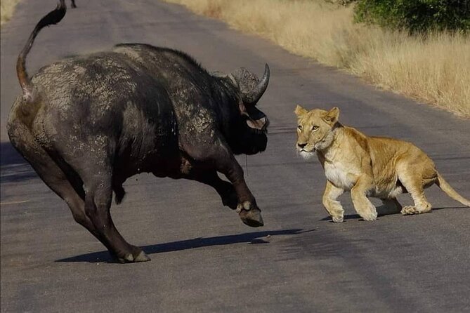 All Inclusive 2 Day Kruger Safari from Nelspruit - Day two: dawn is the best reason to stay overnight