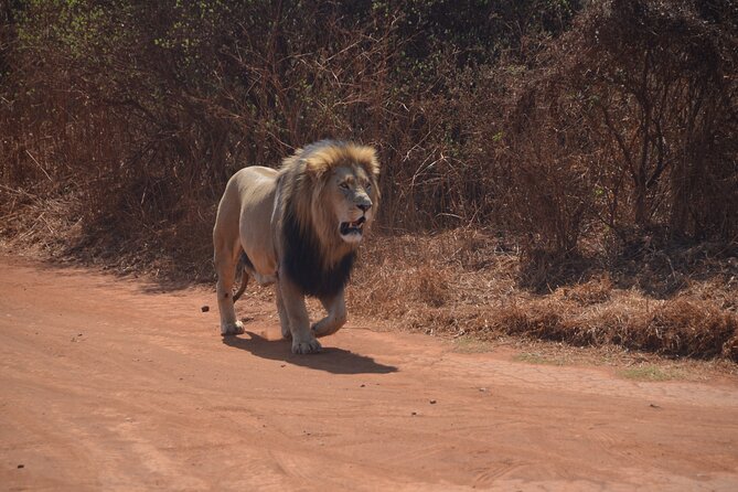 All Inclusive 2 Day Kruger Safari from Nelspruit - What the open vehicle changes