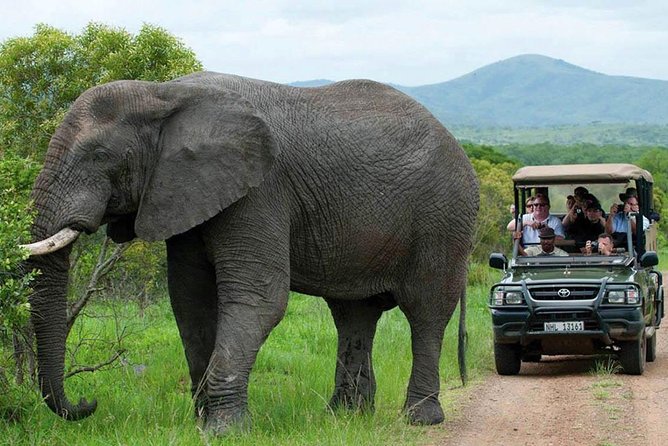 All Inclusive 3 Day Kruger Safari Adventure From Johannesburg - Guides can make or break the safari