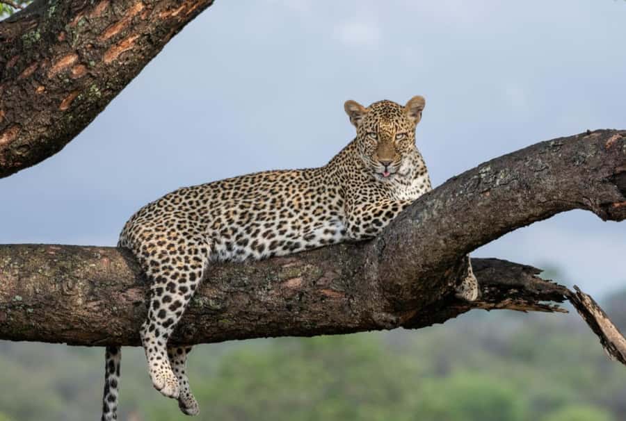 All Inclusive 3 Day Kruger Safari from Nelspruit - The guide and the feel of a small group