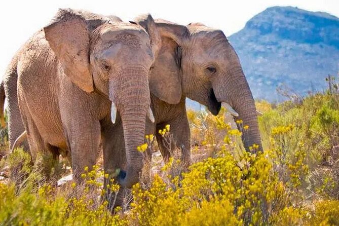 All inclusive Big 5 Aquila Safari Game Drive and Wine Experience - Aquila Private Game Reserve and the Big 5 search
