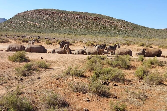 All inclusive Big 5 Aquila Safari Game Drive and Wine Experience - Is $353.49 good value?