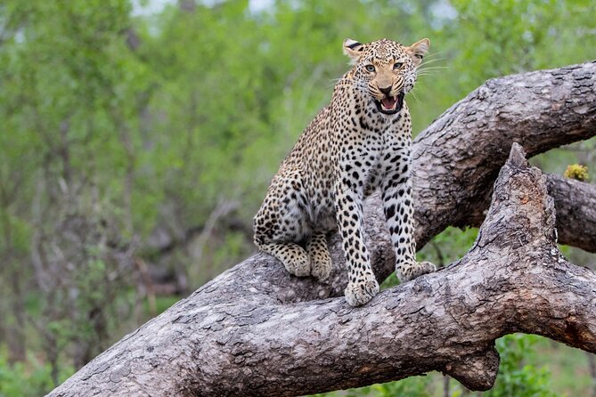 All inclusive BIG 5 Kruger 2 Day Safari from Johannesburg - The four-hour road trip from Johannesburg
