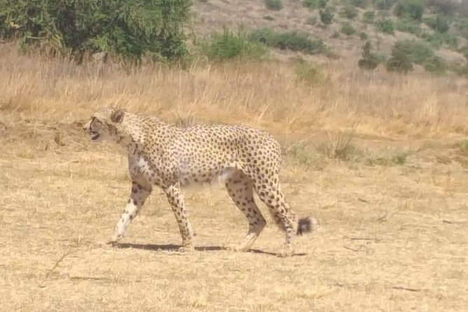 Ann van Dyk Cheetah Centre - Key points to know before booking