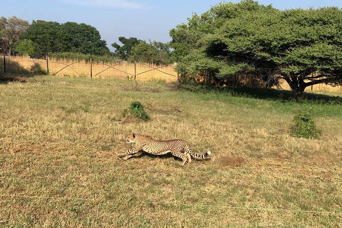Ann Van Dyk Cheetah Centre Tour from Johannesburg or Pretoria - What the Ann Van Dyk Centre is really about
