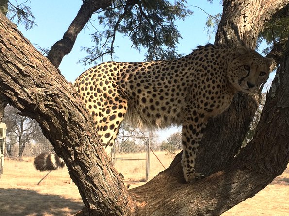 Ann Van Dyk Cheetah Centre Tour from Johannesburg or Pretoria - The guided tour and its animal encounters
