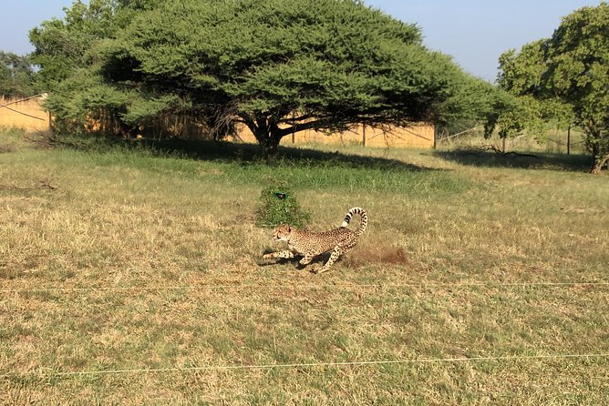 Ann Van Dyk Cheetah Centre Tour from Johannesburg or Pretoria - Why the wild dogs may be the surprise highlight