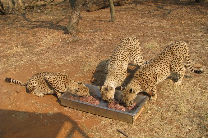 Ann Van Dyk Cheetah Centre Tour from Johannesburg or Pretoria - How the experience feels in a group