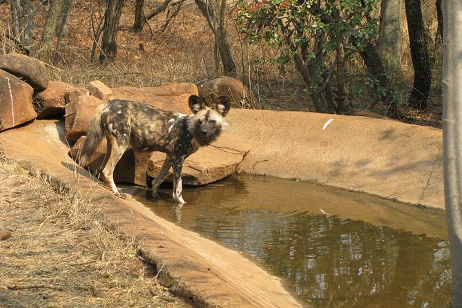 Ann Van Dyk Cheetah Centre Tour from Johannesburg or Pretoria - Is $225.67 a fair price?