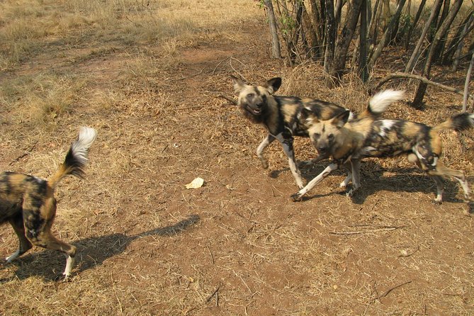 Ann Van Dyk Cheetah Centre Tour from Johannesburg or Pretoria - Photography, comfort, and practical preparation