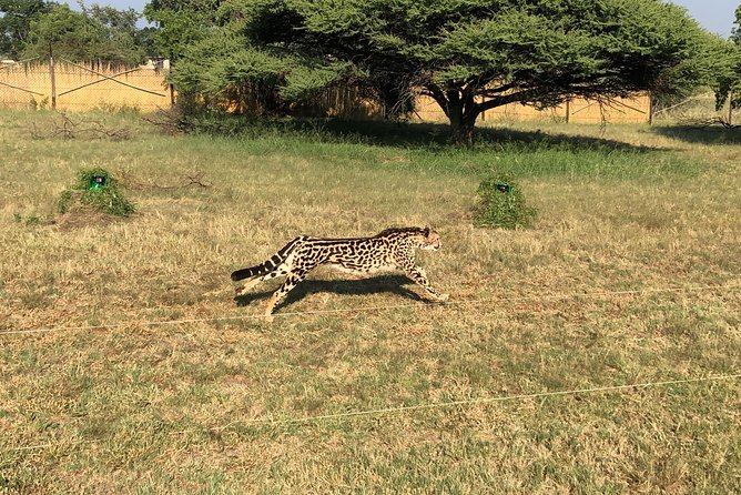 Ann Van Dyk Cheetah Centre Tour from Johannesburg or Pretoria - The drive from Johannesburg or Pretoria