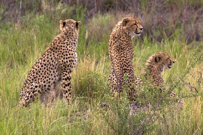 Ann van Dyk Cheetah Centre - Reaching Brits and entering the conservation centre