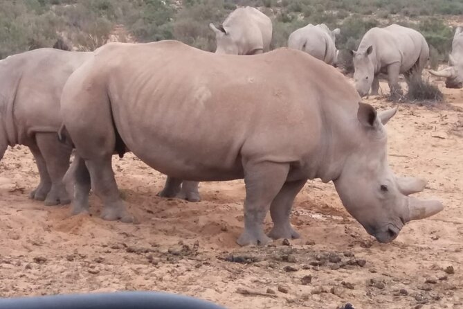 Aquila big five safari with transport, lunch Exclusive park fee. - The 8:30 pickup and the road to Aquila