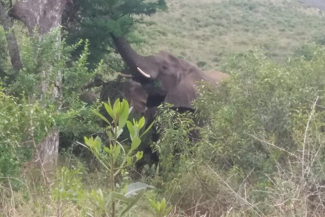 Aquila big five safari with transport, lunch Exclusive park fee. - Coffee at Du Kloof Lodge