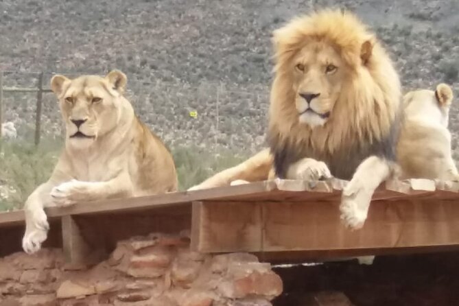 Aquila big five safari with transport, lunch Exclusive park fee. - Buffet lunch, champagne, and downtime