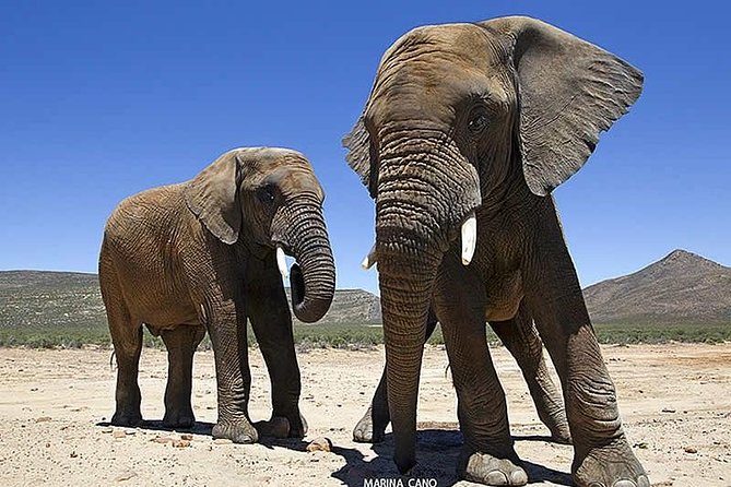 Aquila Day Safari - with transport - The two to three-hour game drive