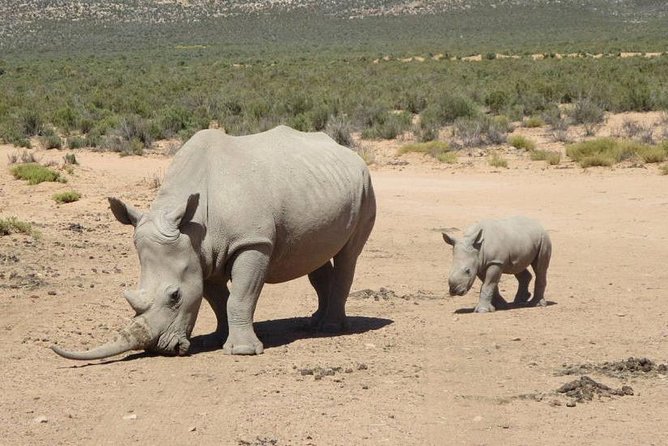 Aquila Day Safari - with transport - Is $281.89 a fair price?