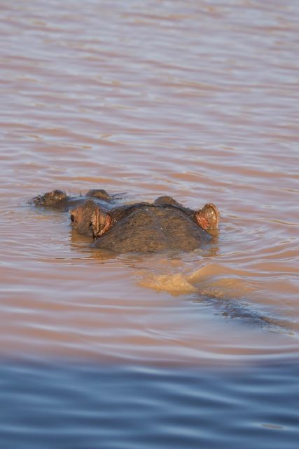 Aquila Game Reserve: Afternoon Safari - Why Aquila works as a short safari from Cape Town