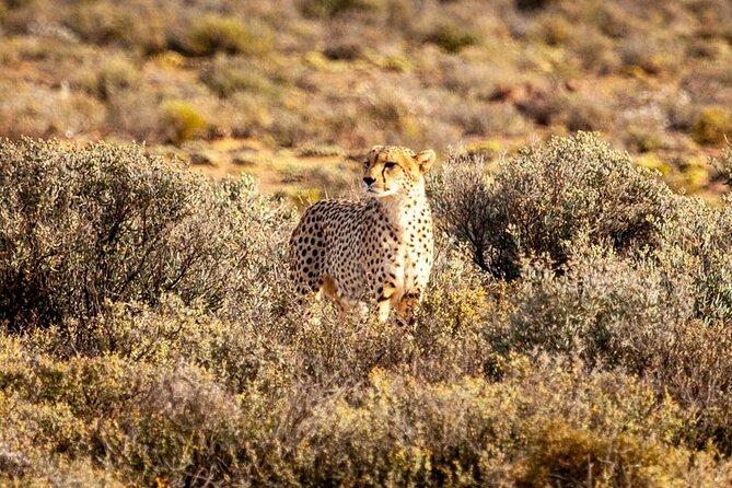 Aquila Game Reserve Big 5 Safari with Wine Tasting and Lunch - Key points to know before booking