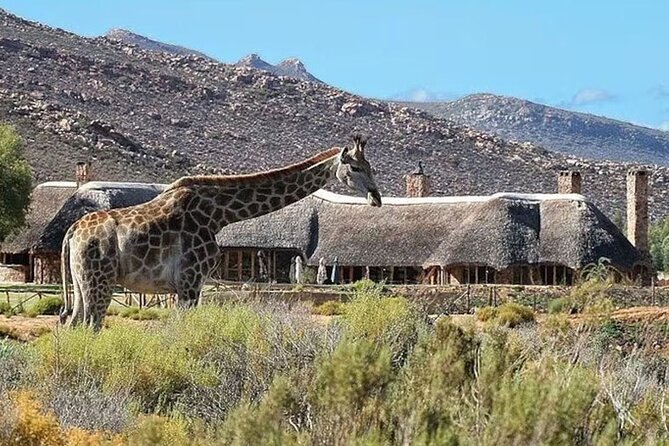 Aquila Game Reserve Big 5 Safari with Wine Tasting and Lunch - Searching for the Big 5