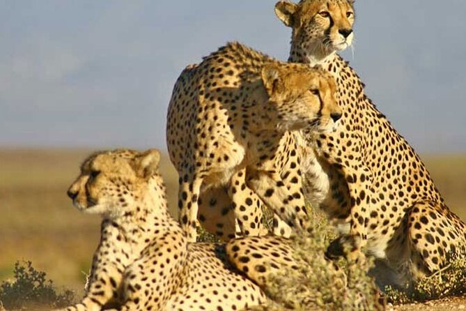 Aquila Game Reserve Big 5 Safari with Wine Tasting and Lunch - Is $131.98 good value?