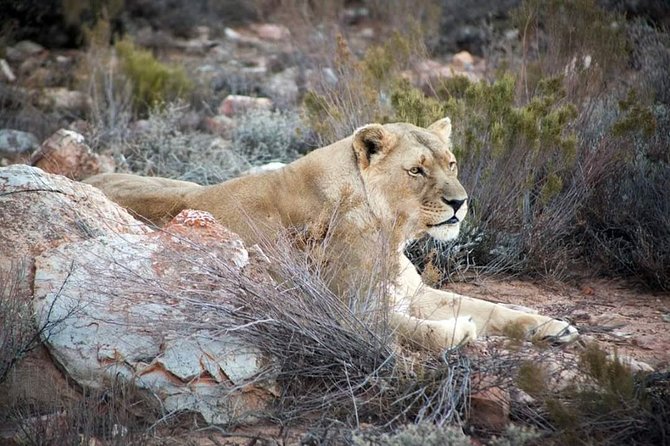 Aquila Game Reserve Cape Town Safari - Key points to know before you book
