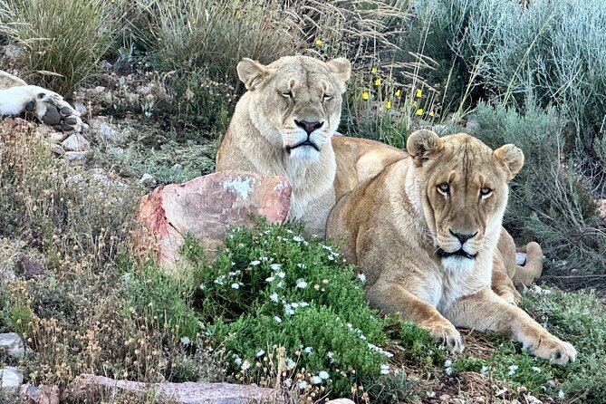 Aquila Game Reserve Safari with Park Fees, Transport & Lunch - What This Cape Town Safari Really Offers