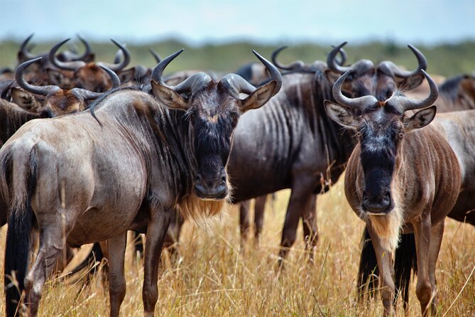 Aquila Game Reserve Safari with Park Fees, Transport & Lunch - The Road Through Paarl and the Cape Winelands