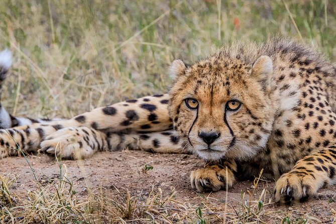 Aquila Game Reserve Safari with Park Fees, Transport & Lunch - Arrival at Aquila and the Buffet Lunch