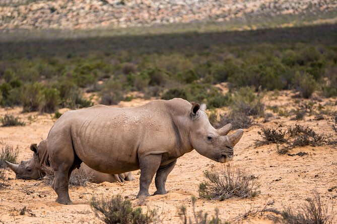 Aquila Game Reserve Safari with Park Fees, Transport & Lunch - Three Hours on the Open Safari Vehicle
