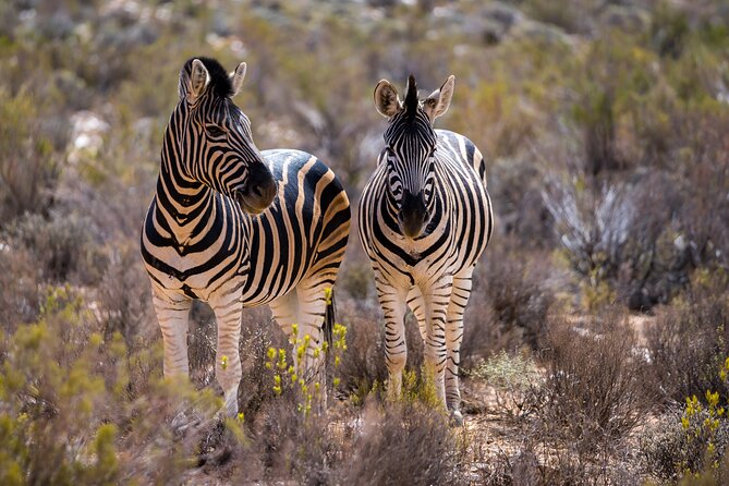 Aquila Game Reserve Safari with Park Fees, Transport & Lunch - How Close Are the Animals?