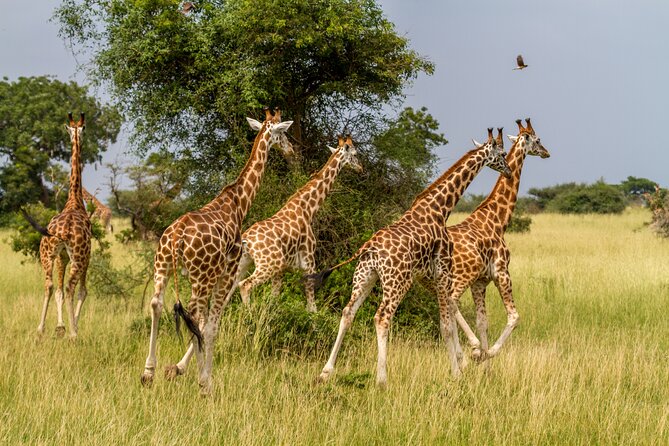 Aquila Game Reserve Safari with Park Fees, Transport & Lunch - What Is Included, and What Still Costs Extra?