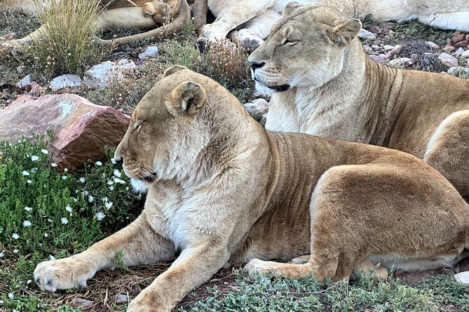 Aquila Game Reserve Safari with Park Fees, Transport & Lunch - The Early Pickup From Cape Town