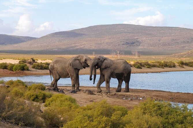 Aquila Game Reserve Safari with wine tasting, Transport & Lunch - Key points to know before booking