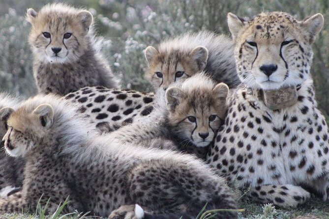 Aquila Game Reserve Safari with wine tasting, Transport & Lunch - Why this Cape Town day trip works