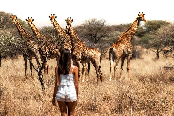 Aquila Game Reserve Safari with wine tasting, Transport & Lunch - The three-hour open-vehicle game drive