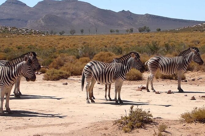 Aquila Game Reserve Safari with wine tasting, Transport & Lunch - Buffet lunch at the lodge