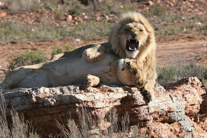 Aquila Game Reserve Safari with wine tasting, Transport & Lunch - Who should book this experience?