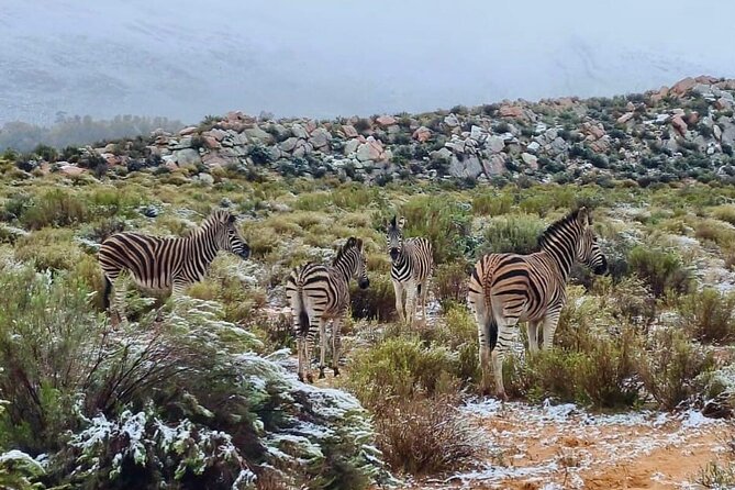 Aquila Game Reserve Sunset Safari - What the $165 price really covers