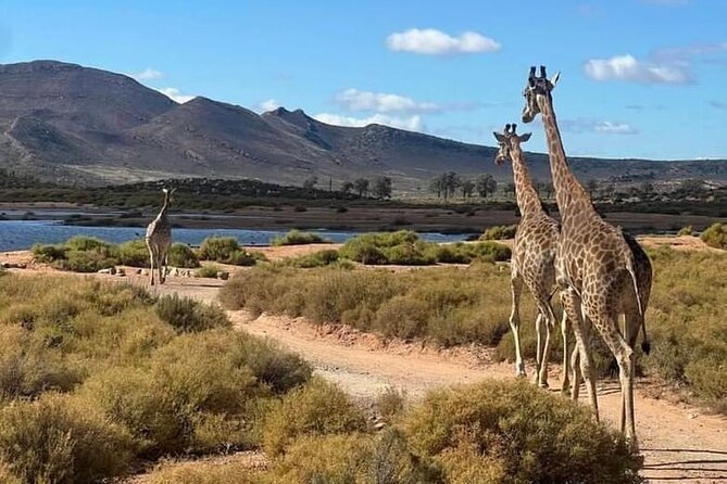 Aquila Game Reserve Sunset Safari - Who will enjoy this most