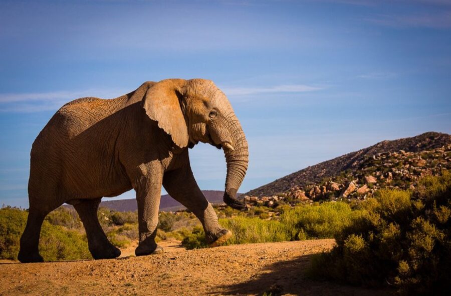 Aquila Private Game Reserve: Sunset Safari with Entry Fee - The details that matter most