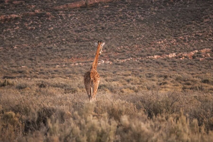 Aquila Private Game Reserve: Sunset Safari with Entry Fee - Tea, snacks, and a slower start